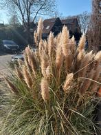 Pampas pluimen, Ophalen, Volle zon, Vaste plant, Siergrassen