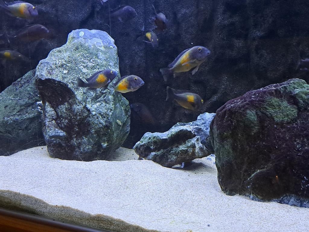 Tropheus Kasakawale en Red chimba f1, Dieren en Toebehoren, Vissen | Aquariumvissen, Vis, Zoetwatervis, Schoolvis