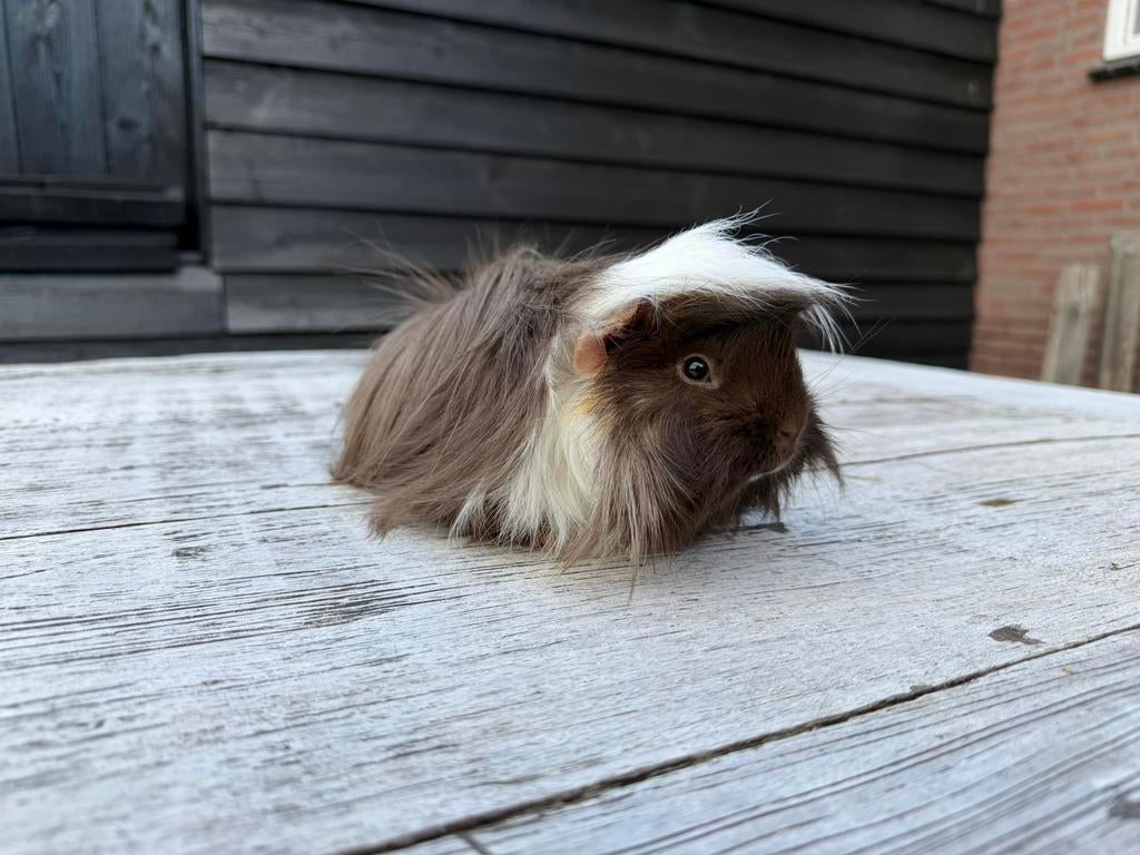 Peruvian cavia beertje, Dieren en Toebehoren, Knaagdieren, Mannelijk, Cavia, Juli