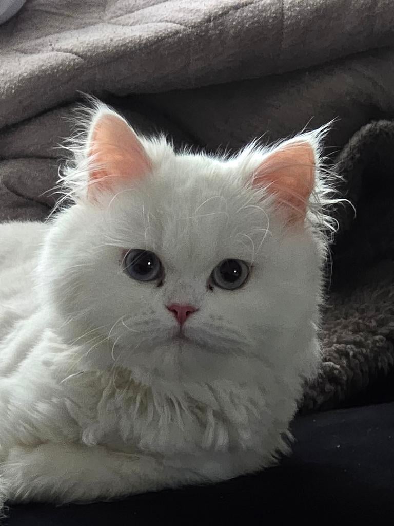 Perzische kitten, Dieren en Toebehoren, Poes