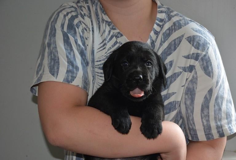Prachtige Goldador pups (Labrador x Golden Retriever), Dieren en Toebehoren, Honden | Retrievers, Spaniëls en Waterhonden, Parvo