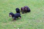 Langharige teckel x cocker pups (Docker), Dieren en Toebehoren, Parvo, Nederland, 8 tot 15 weken, Dwerg