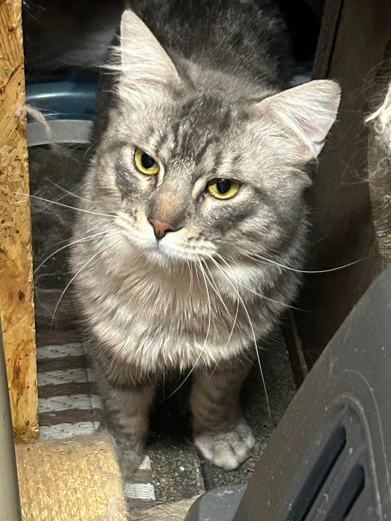 Maine Coon Dekkater