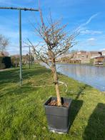Larix bonsai, Ophalen, Bloeit niet, Halfschaduw, Overige soorten