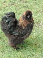 Gratis zijdehoender haan, Mannelijk, Kip