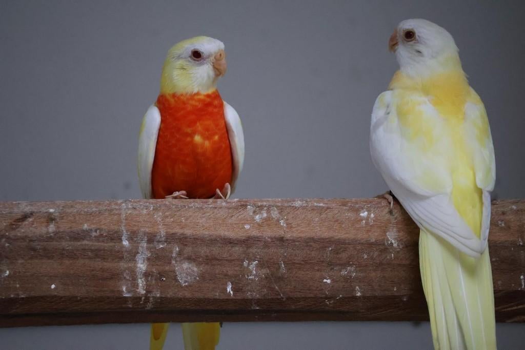 Splendid Parkieten, Dieren en Toebehoren, Meerdere dieren, Parkiet, Geringd