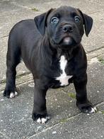 bully XL pups, Parvo, 8 tot 15 weken, Bulldog, Meerdere