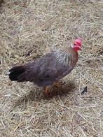 leghorn patrijs kuikens, Dieren en Toebehoren, Geslacht onbekend, Kip