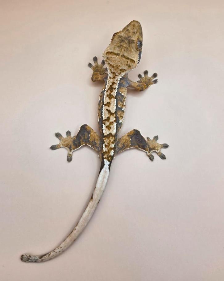 Wimpergekko Crested gecko SALE Crested Gecko - female for sale from millim