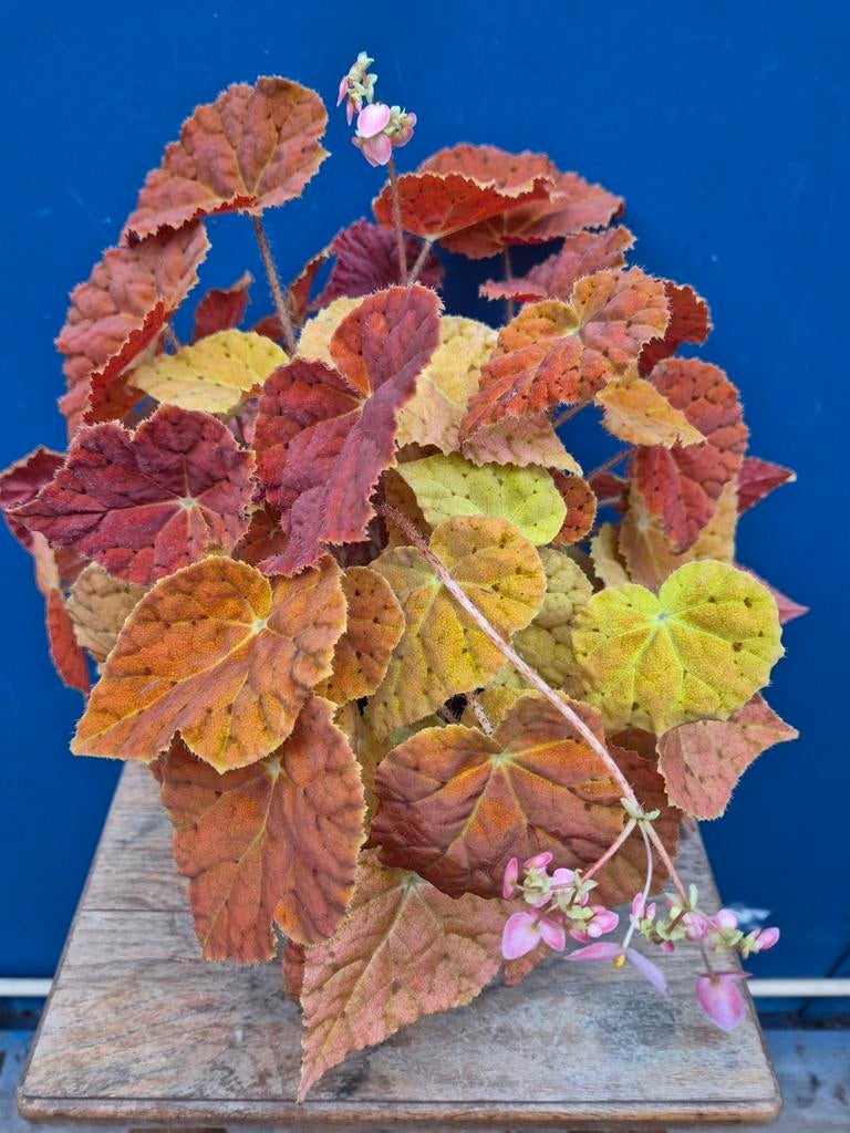 Begonia 'Autumn Ember Super Orange p12