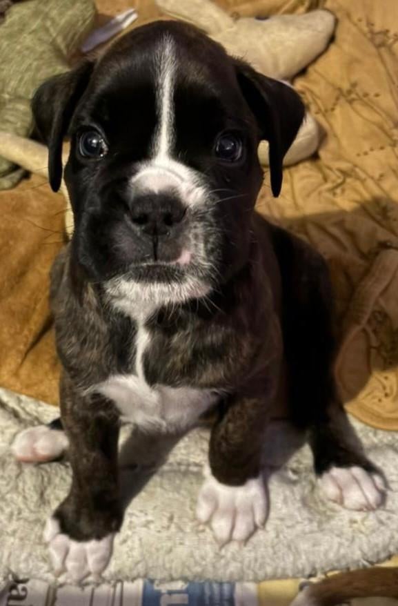 Te koop boxer pup reu, Reu, 8 tot 15 weken, Parvo, Eén hond