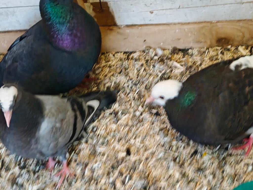 Hoogvliegers, Dieren en Toebehoren, Meerdere dieren, Postduif