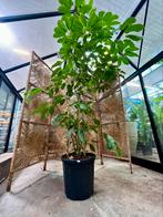 Schefflera Actinophylla