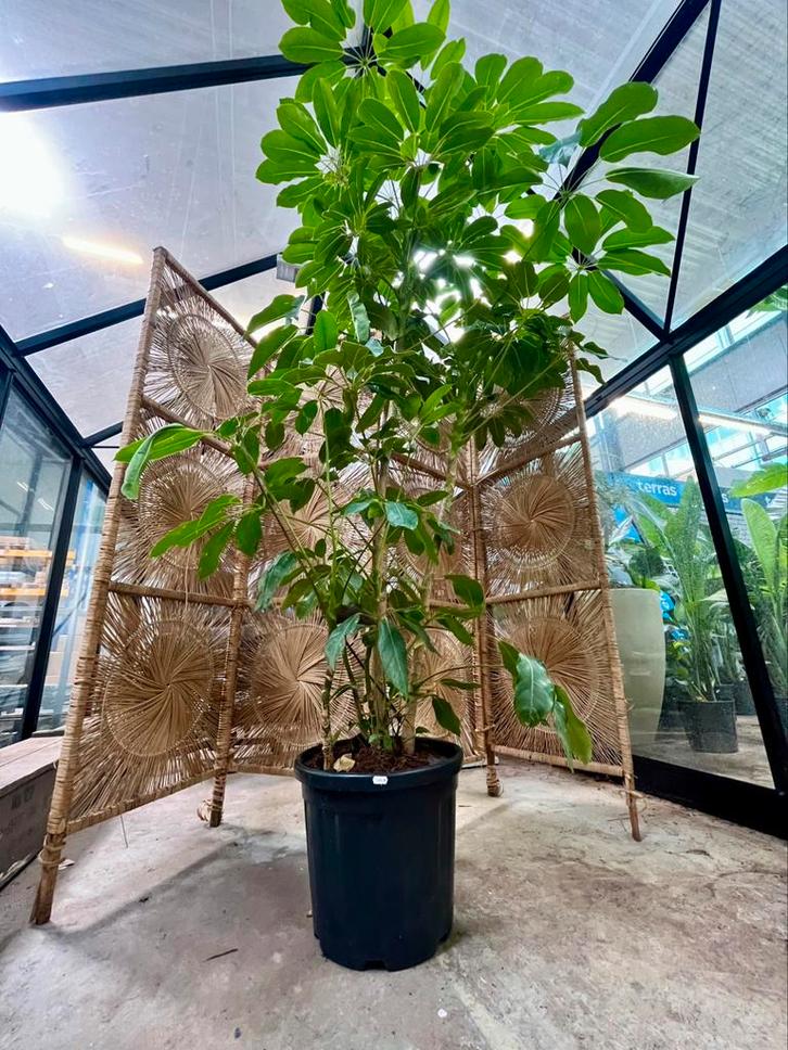 Schefflera Actinophylla, Huis en Inrichting, Kamerplanten, Overige soorten, 200 cm of meer, Ophalen
