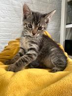 Kitten poes en katertje siamese tijgertjes , 8 weken oud, Dieren en Toebehoren, Katten en Kittens | Raskatten | Langhaar, Poes