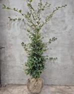 Carpinus betulus❗️AKTIE❗️haag beuk, Tuin en Terras, Planten | Bomen, Ophalen, Bloeit niet, Halfschaduw, Overige soorten