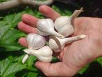 Verse knoflook, Ophalen, Voorjaar, Volle zon, Knol