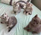Lieve Britse Korthaar Kittens te Koop, Dieren en Toebehoren, Katten en Kittens | Raskatten | Korthaar, Meerdere dieren, Ontwormd