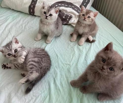 Lieve Britse Korthaar Kittens te Koop, Dieren en Toebehoren, Katten en Kittens | Raskatten | Korthaar, Meerdere dieren, 0 tot 2 jaar