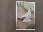Snipduif, Joh. Lentink, albumplaat, 1960., Verzenden, Zo goed als nieuw, Dier, Prent