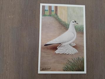 Snipduif, Joh. Lentink, albumplaat, 1960. beschikbaar voor biedingen