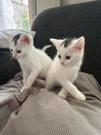 Witte kittens zoeken hun gouden mandje, Dieren en Toebehoren, Kater
