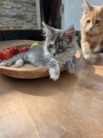 Maine coon poesje, Dieren en Toebehoren, Katten en Kittens | Raskatten | Langhaar, Meerdere dieren, Gechipt, 0 tot 2 jaar