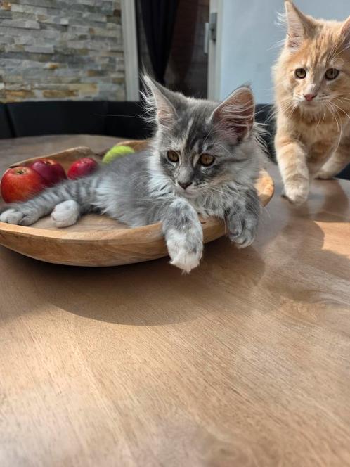 Maine coon poesje, Dieren en Toebehoren, Katten en Kittens | Raskatten | Langhaar, Meerdere dieren, 0 tot 2 jaar, Gechipt, Ontwormd