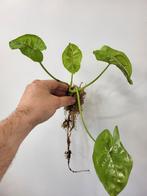Syngonium Mango Allusion, Ophalen of Verzenden, Overige soorten, Minder dan 100 cm