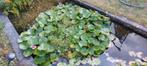 Waterlelie ROZE Groot!, Tuin en Terras, Vijvers, Ophalen, Gebruikt