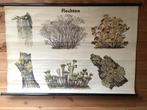 Antieke Schoolplaat - Flechten (Korstmossen), Ophalen, Natuur en Biologie
