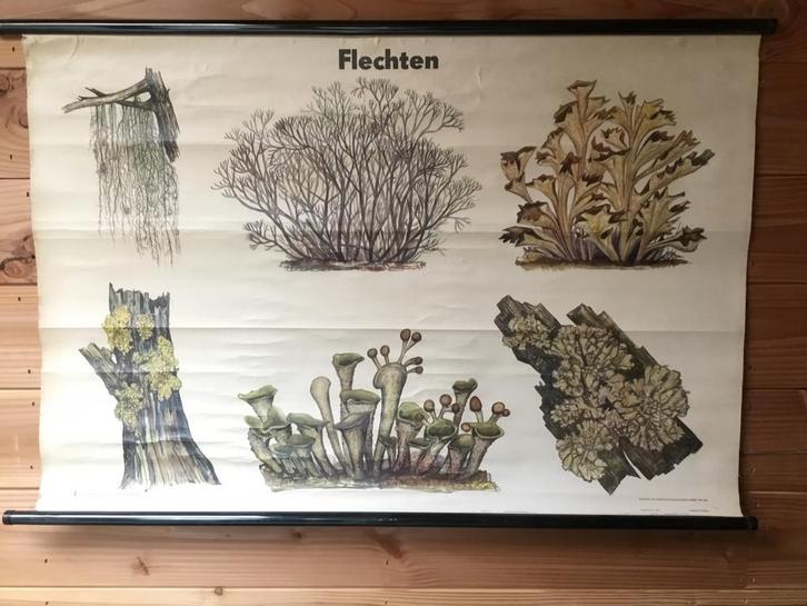 Antieke Schoolplaat - Flechten (Korstmossen), Antiek en Kunst, Antiek | Schoolplaten, Natuur en Biologie, Ophalen