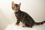 Uitstekende Bengaalse katertjes beschikbaar, Dieren en Toebehoren, Katten en Kittens | Raskatten | Korthaar, Kater, Gechipt, 0 tot 2 jaar