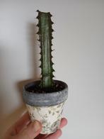 Afrikaanse Melkboom Stek - Geworteld, Ophalen of Verzenden, Halfschaduw, Minder dan 100 cm