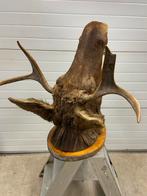 Opgezette Eland uit Zweden, jaren 60, Ophalen