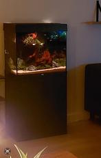 Aquarium Juwel 120 liter met onderkast mat zwart, Ophalen, Zo goed als nieuw, Terrarium of Paludarium