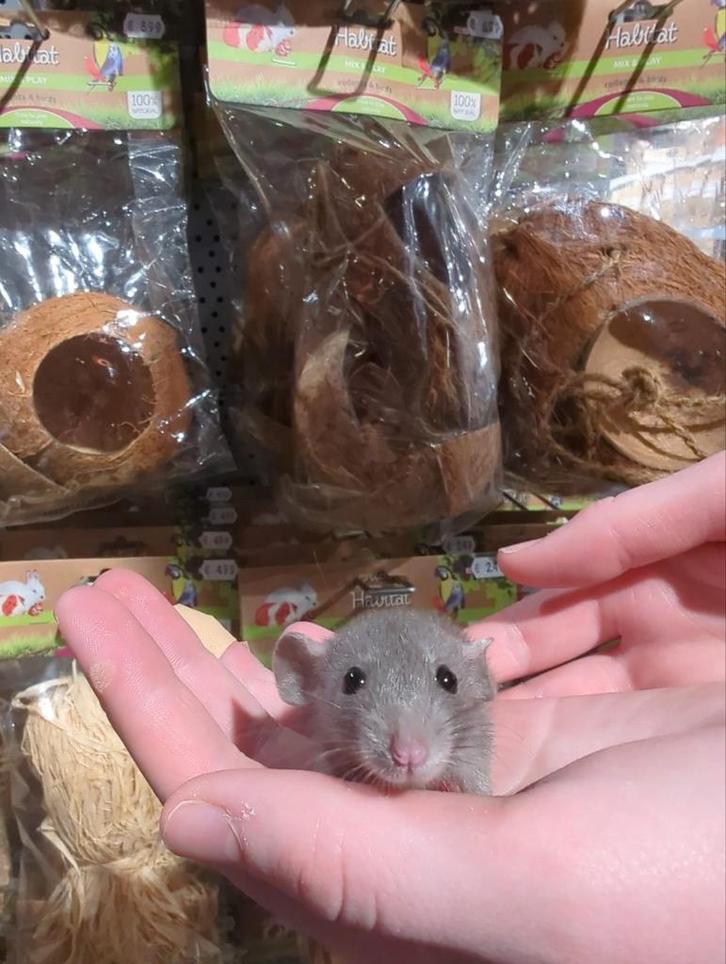 Dwergratjes super super lief en echt super tam., Dieren en Toebehoren, Knaagdieren, Meerdere dieren, Januari, Tam