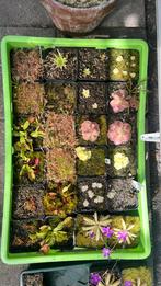 Diverse vleesetendeplanten, Ophalen, Zomer, Volle zon
