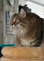 Lieve aanhankelijke Siberische Poes, Poes, Ingeënt