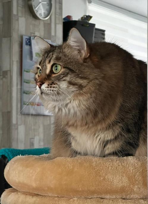 Lieve aanhankelijke Siberische Poes, Dieren en Toebehoren, Katten en Kittens | Raskatten | Langhaar, Poes, Ingeënt
