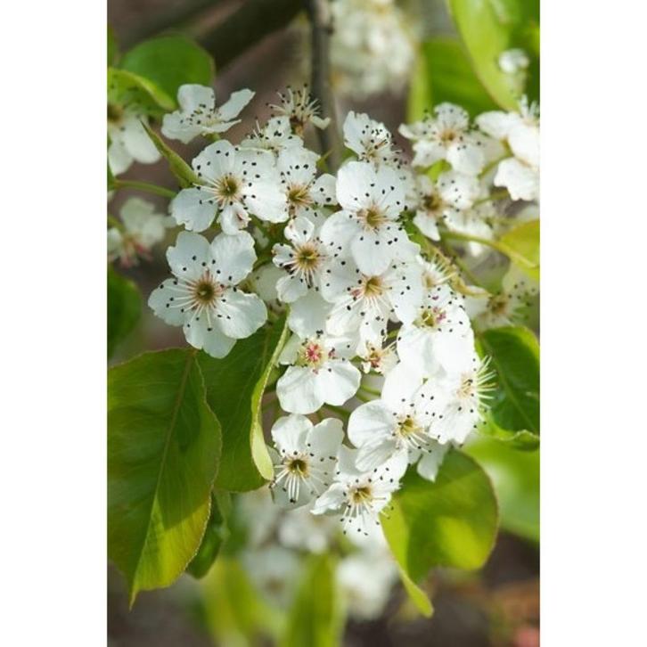 Pyrus calleryana 'Chanticleer' - Sierpeer - boom, Tuin en Terras, Planten | Bomen, Overige soorten, 100 tot 250 cm, Volle zon