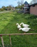 Ganzen (broed) eieren, Dieren en Toebehoren, Pluimvee, Geslacht onbekend, Gans of Zwaan
