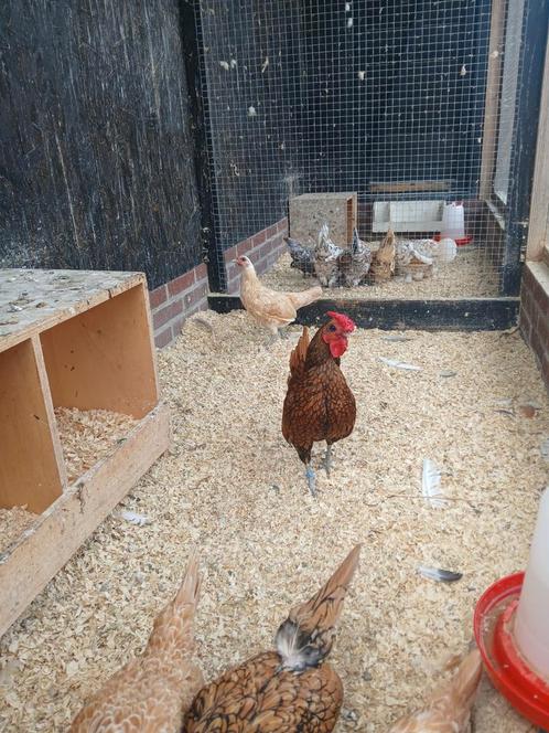 Leuke toom sebright, Dieren en Toebehoren, Pluimvee, Kip, Meerdere dieren