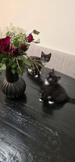 Britse korthaar, Dieren en Toebehoren, Kater