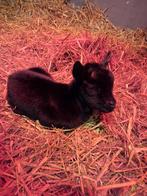 Flessenlammetje leblam, Vrouwelijk, Geit