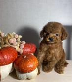 Prachtige toy poedel meisje, Dieren en Toebehoren, Honden | Chihuahua's en Gezelschapshonden, Poedel, Rabiës (hondsdolheid), 8 tot 15 weken