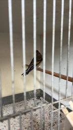 Bastaard putter, Dieren en Toebehoren, Vogels | Overige Vogels, Mannelijk, Wildzangvogel