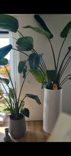 Witte Stenen Bloempot - Hoog Model, Ophalen, Wit, Aardewerk of Porselein