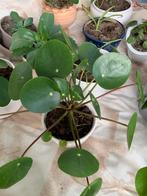 Pannenkoek plant met pot €5, Ophalen, Halfschaduw, Minder dan 100 cm