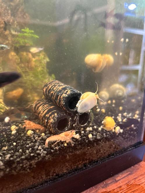Cpo kreeftjes, Dieren en Toebehoren, Vissen | Aquariumvissen, Kreeft, Krab of Garnaal